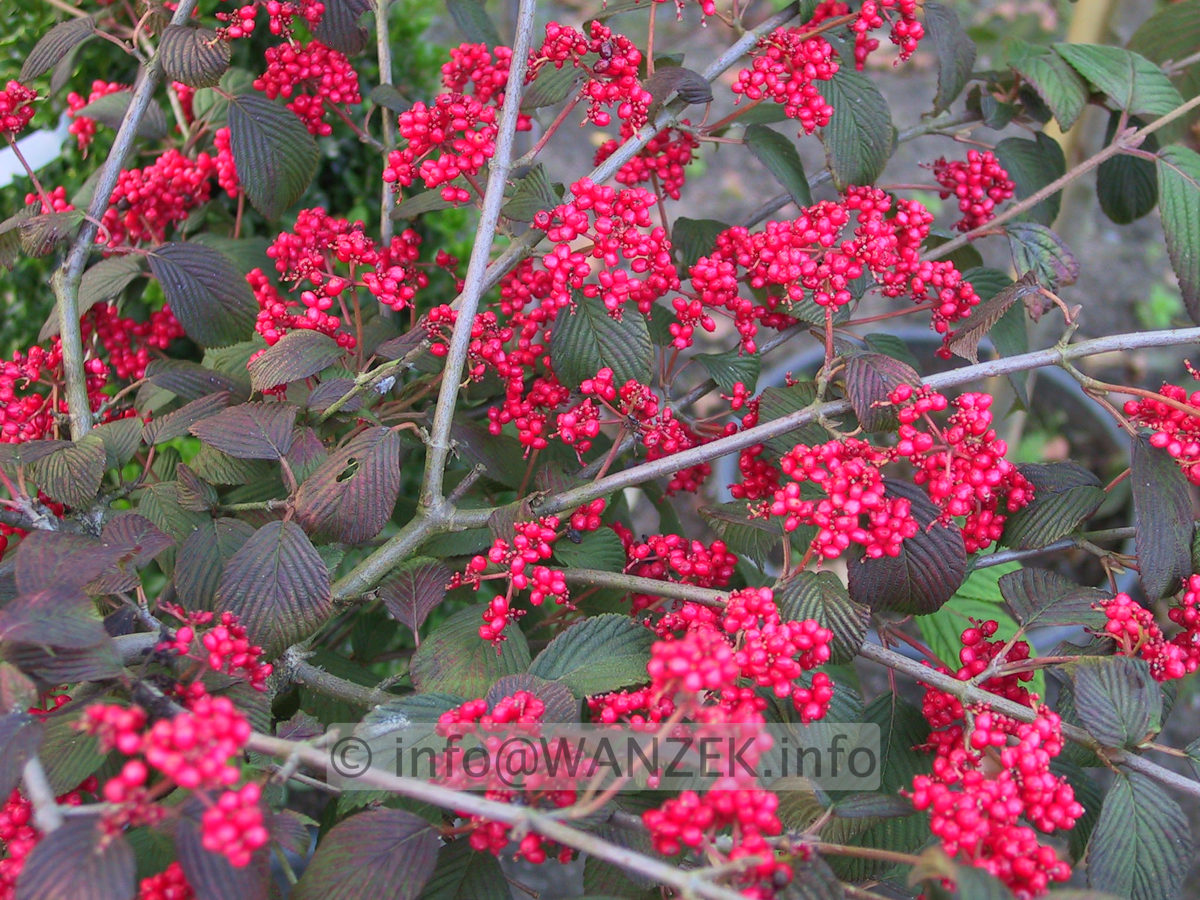 Viburnum plicatum Red Robin 02 Frucht2.JPG